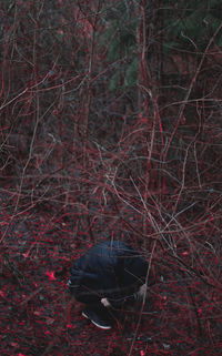 Bare trees against sky