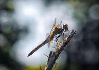 Close-up of dragonfly on plant