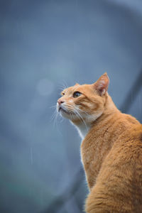 Low angle view of cat looking away