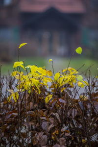 Close-up of yellow flowering plants on field