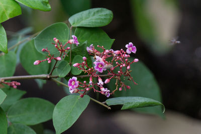 Close-up of fresh white flowers blooming outdoors