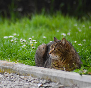 View of a cat on field