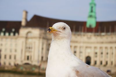 Close-up of seagull against buildings
