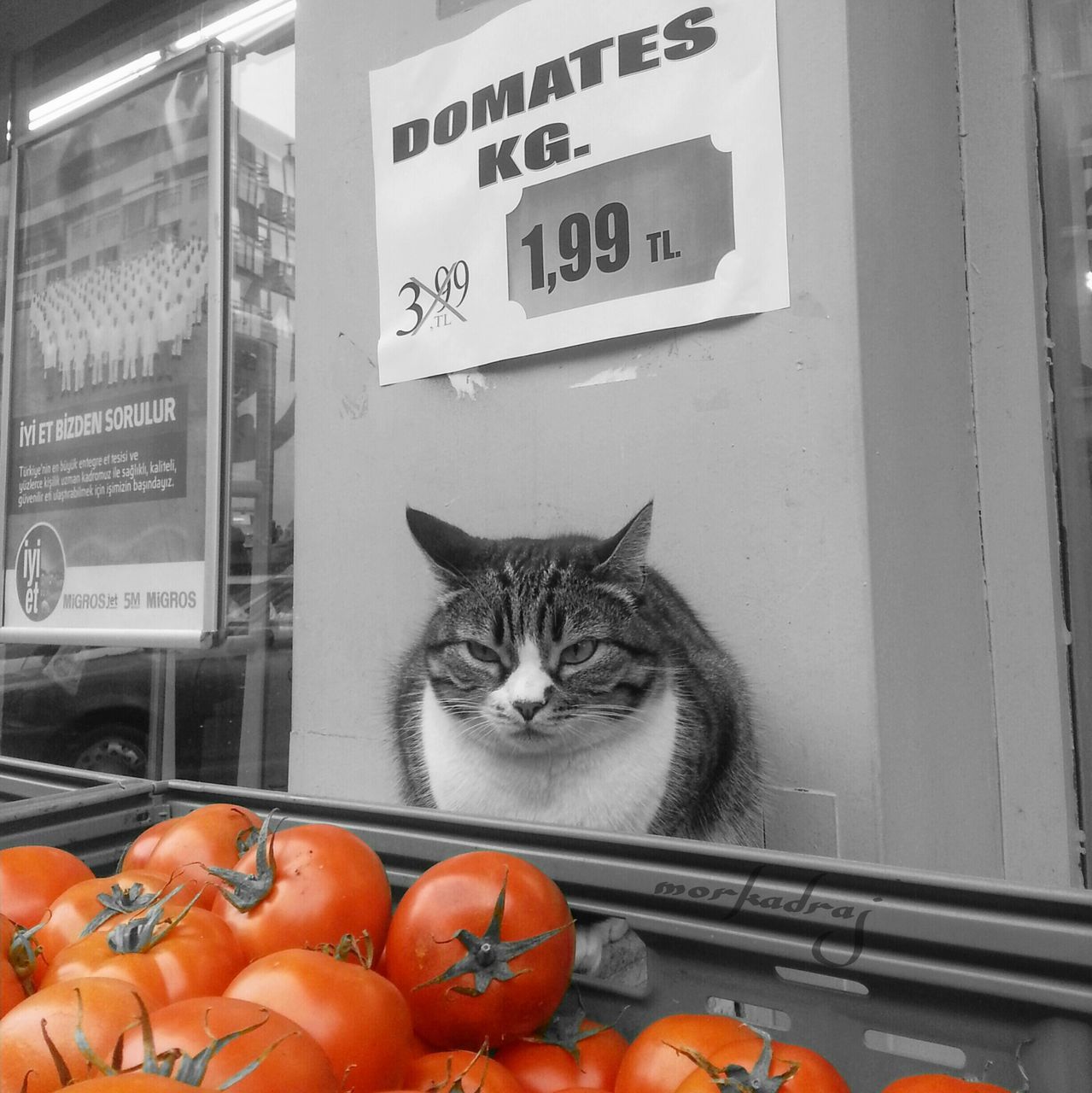 domestic cat, cat, pets, text, communication, animal themes, domestic animals, indoors, one animal, orange color, western script, feline, no people, red, mammal, box - container, non-western script, retail, close-up, portrait