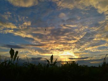 Silhouette trees against sky during sunset