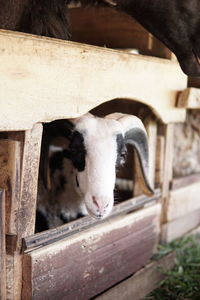 View of a horse in pen