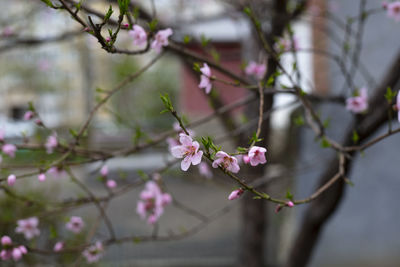 Close-up of pink cherry blossom on tree