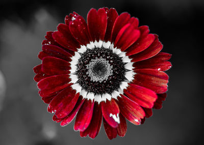 Close-up of red flower