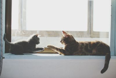 Cats sitting face to face on window sill