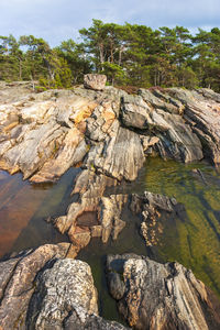 Rocky beach at a pine woodland landscape