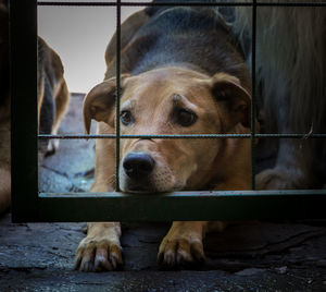 Close-up portrait of a dog