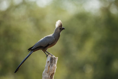 Close-up of bird perching on branch