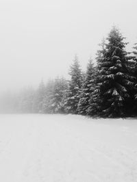 Pine trees on snow covered field against sky