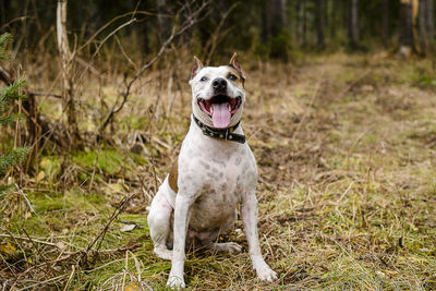 Close-up of dog sticking out tongue while sitting on grassy field