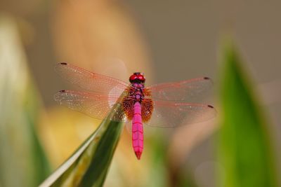 Close-up of dragonfly on plant