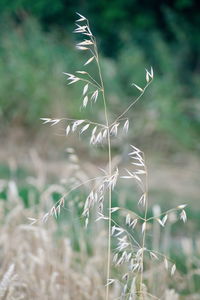 Close-up of stalks in field