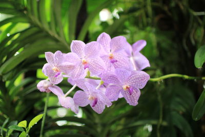 Close-up of flowers blooming outdoors