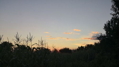 Silhouette trees on field against sky at sunset