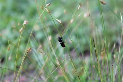 Close-up of insect on plant