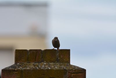 Bird perching on rock against sky