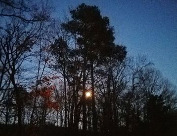 Low angle view of bare trees against sky