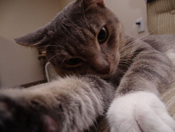 Close-up of cat relaxing at home