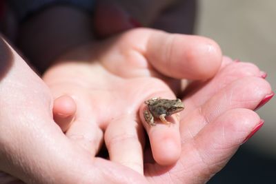 Close-up of hand holding frog