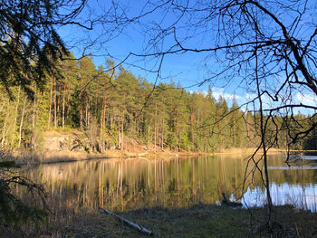 Scenic view of lake by trees in forest against sky