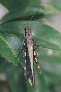 Close-up of insect on leaf