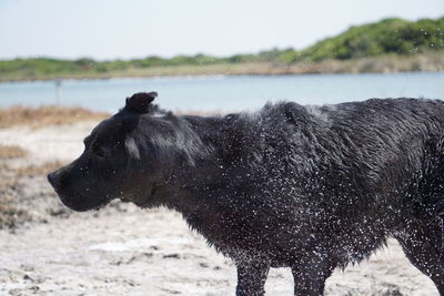 Black dog standing on field