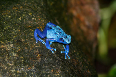 Close-up of frog on tree trunk