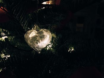 Close-up of christmas tree at home