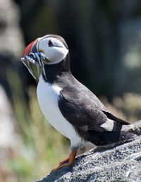 Close-up of bird perching on rock