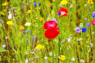 Close-up of poppy flowers on field