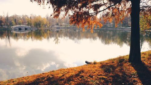 Scenic view of lake by trees during autumn