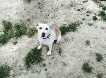 Portrait of dog on field