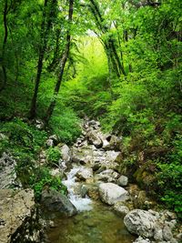 Scenic view of stream amidst trees in forest