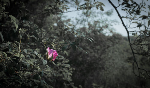 Close-up of pink flowering plant against trees