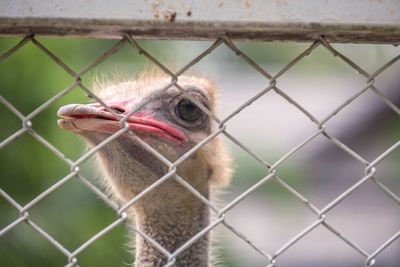 Close-up of chainlink fence in cage at zoo