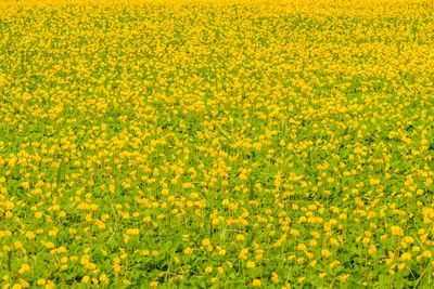 Full frame shot of oilseed rape field