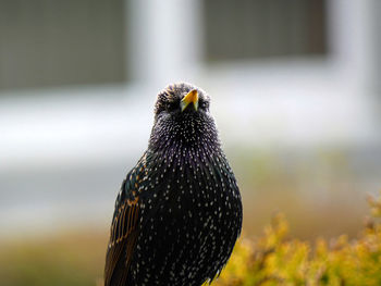 Adult starling very proud of his plumage