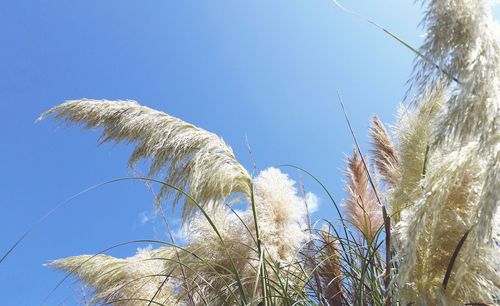 Low angle view of wheat against clear blue sky