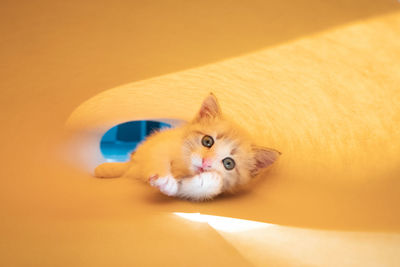 Cute white kitten on a yellow background goes and looks at the camera