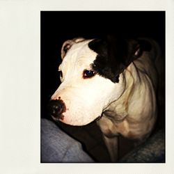 domestic animals