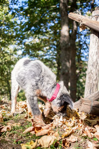 View of a dog on field in forest