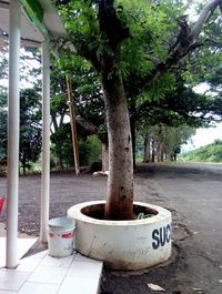 View of trees in park