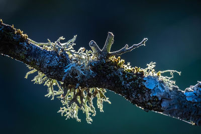 Close-up of frozen flower tree