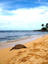 Scenic view of beach against sky