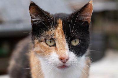 Close-up portrait of a cat