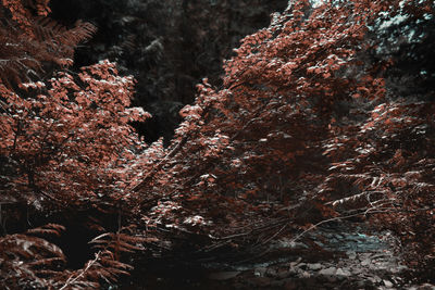 Low angle view of flowering tree during winter